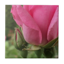 Pink Rose Petal Macro Ceramic Tiles
