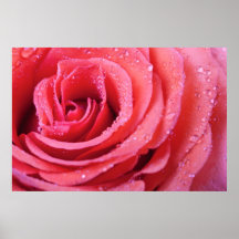 Pink Rose Petals With Water Drops. Macro Shot Print