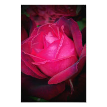Pink Rose Photo