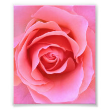Pink Rose Photo