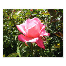 Pink Rose Photo Art