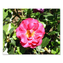 Pink Rose Photo Art