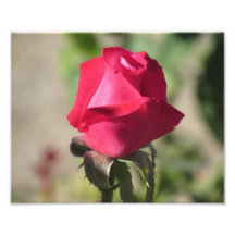 Pink Rose Photo Print