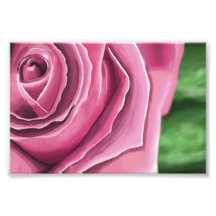 Pink Rose Photo Print