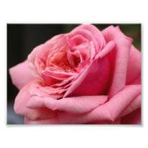 Pink Rose Photo Print