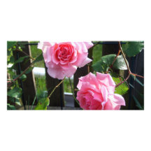 Pink rose picture card