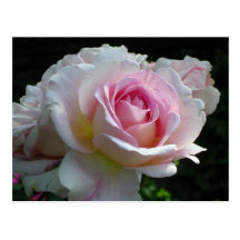Pink Rose Post Cards