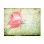 Pink Rose postcards