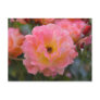 Pink Rose Post Cards