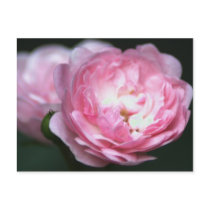 Pink Rose Postcard