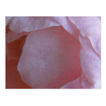pink rose postcard