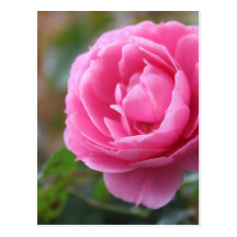 pink rose postcard