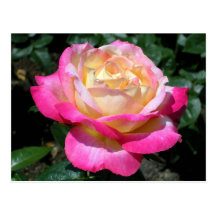 Pink Rose Postcards