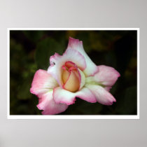 Pink Rose Poster