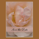 Pink Rose Quinceañera Save the Date Postcard postcards