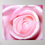 Pink Rose, S Cyr Posters