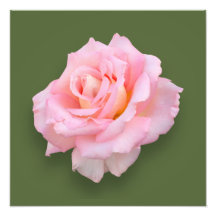 Pink Rose 'Scentsation' Photo