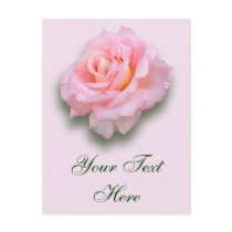 Pink Rose 'Scentsation' Post Cards