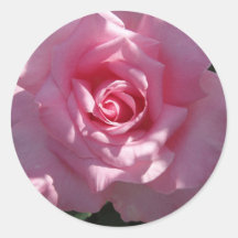 Pink rose sticker