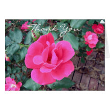 Pink Rose Thank You Card