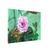 Pink rose with green leaves gallery wrapped canvas