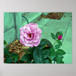 Pink rose with green leaves posters