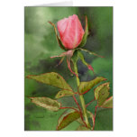 Pink Rosebud Greeting Cards
