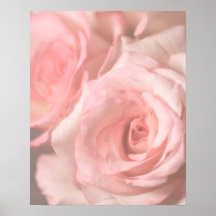 Pink Roses