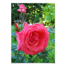 pink roses 02 photograph