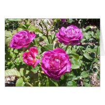 Pink Roses Card