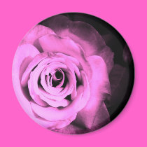 Pink Roses magnets
