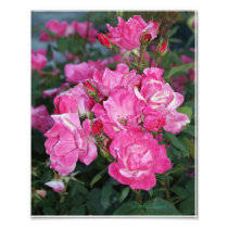 Pink Roses I Photo Art