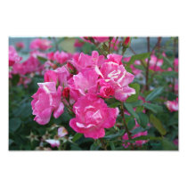 Pink Roses II Photo Art