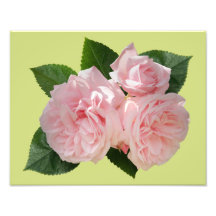 Pink Roses 'Octavia Hill' Photo Print