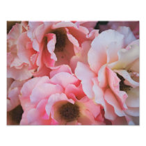 Pink Roses