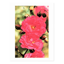 Pink Roses Post Cards