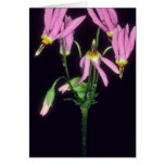 Pink Sailor Caps, (Dodecatheon Hendersonii) flower Cards