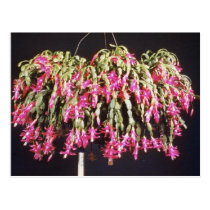 Pink Schlumbergera Bridgesii (Christmas Cactus) fl postcards
