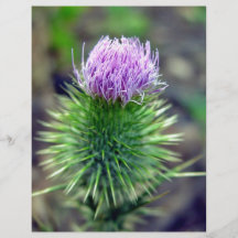 Pink Scotch thistle blossoming Custom Flyer