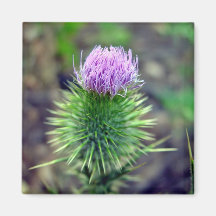 Pink Scotch thistle blossoming Magnet