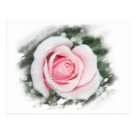 Pink Single Rose Faded and Rubbed Postcards