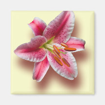 Pink Single Stargazer Lily Magnets