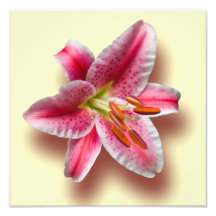 Pink Single Stargazer Lily Photograph