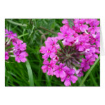 Pink Sissinghurst Card