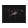Pink spidephant postcard