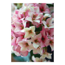 Pink Spring Blossoms Announcement