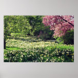 Pink Spring blossoms flowers Posters