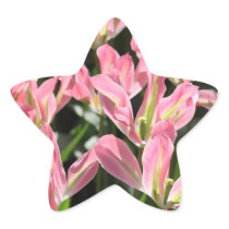 Pink Star Sticker