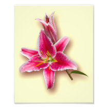 Pink Stargazer Lily and Bud