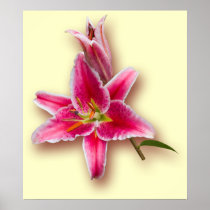 Pink Stargazer Lily and Bud